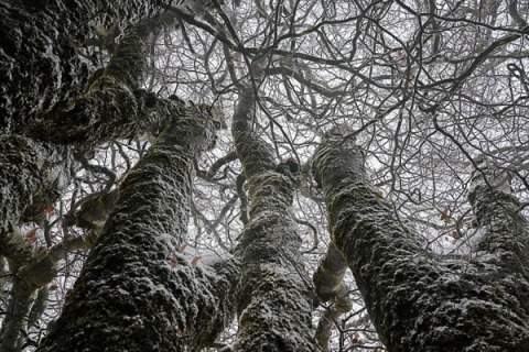 Lovecraft basoak I