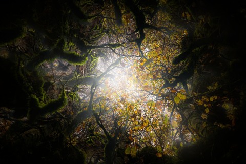 in-tenebra-09