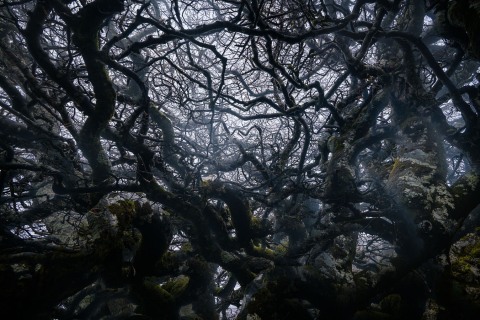 in-tenebra-12