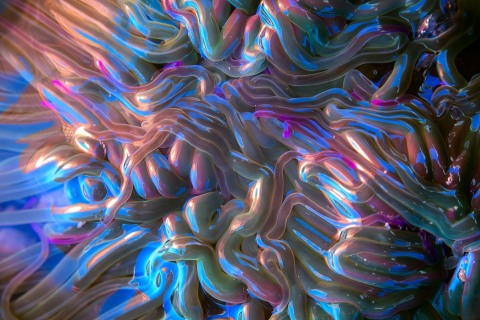 The Color that fell from Sky I